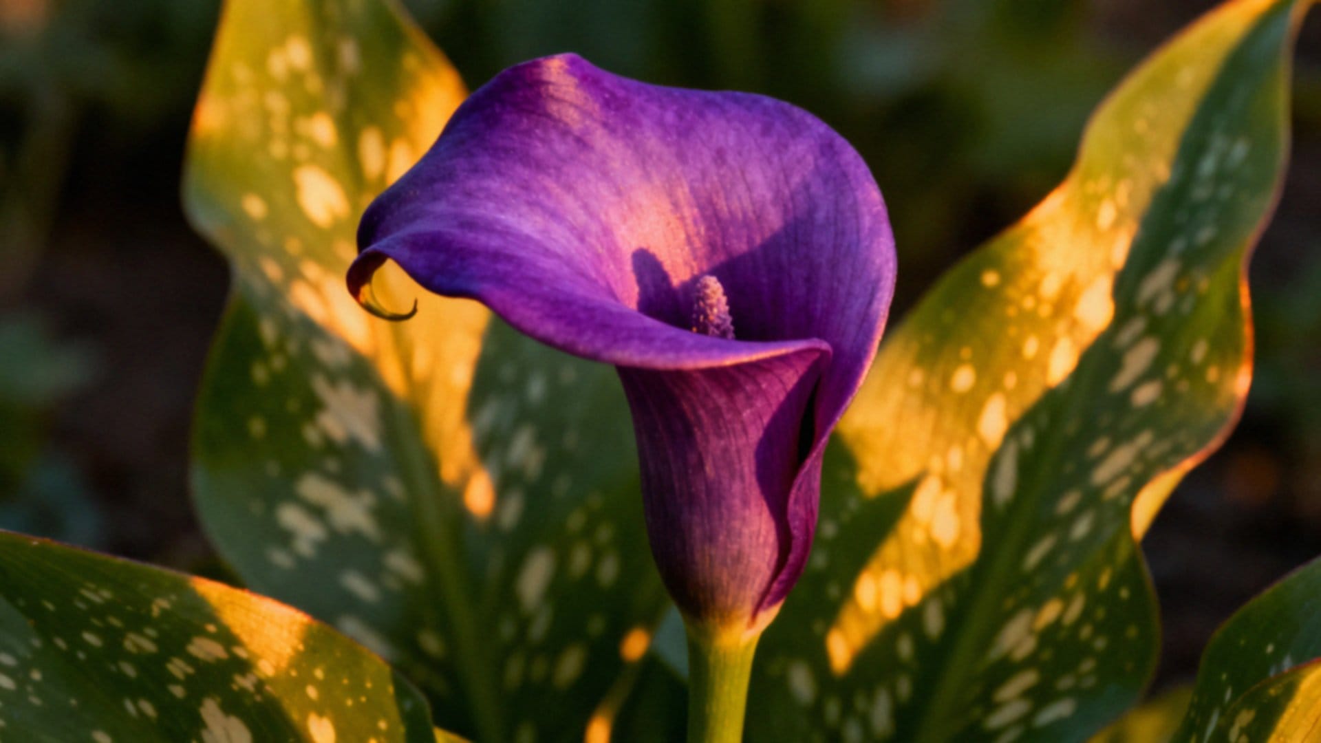 Zantedeschia aronskelk — jak uprawiać i pielęgnować kalie?
